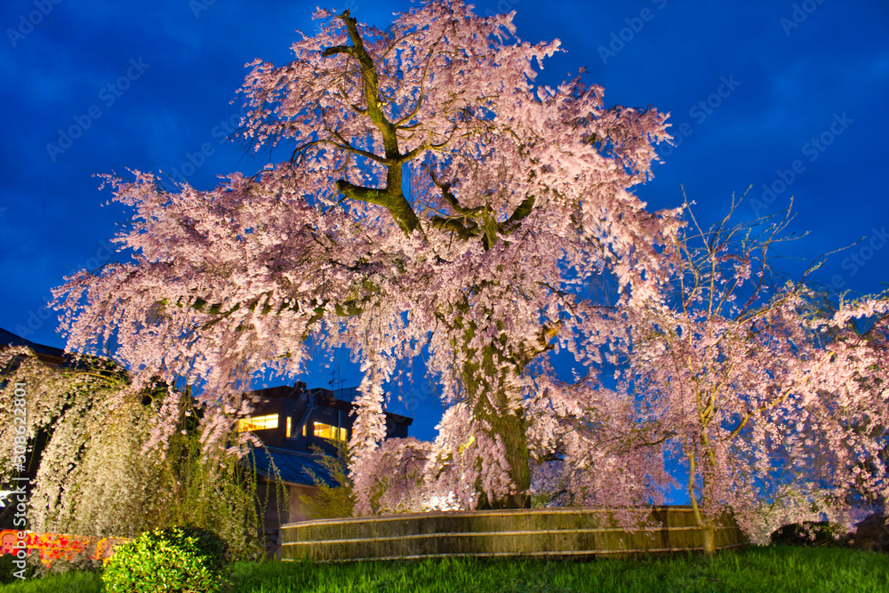 円山公園のしだれ桜