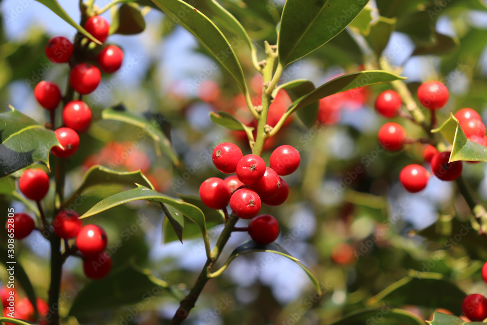 Symbol of Christmas in Europe. Closeup of holly beautiful red berries and sharp leaves on a tree in 