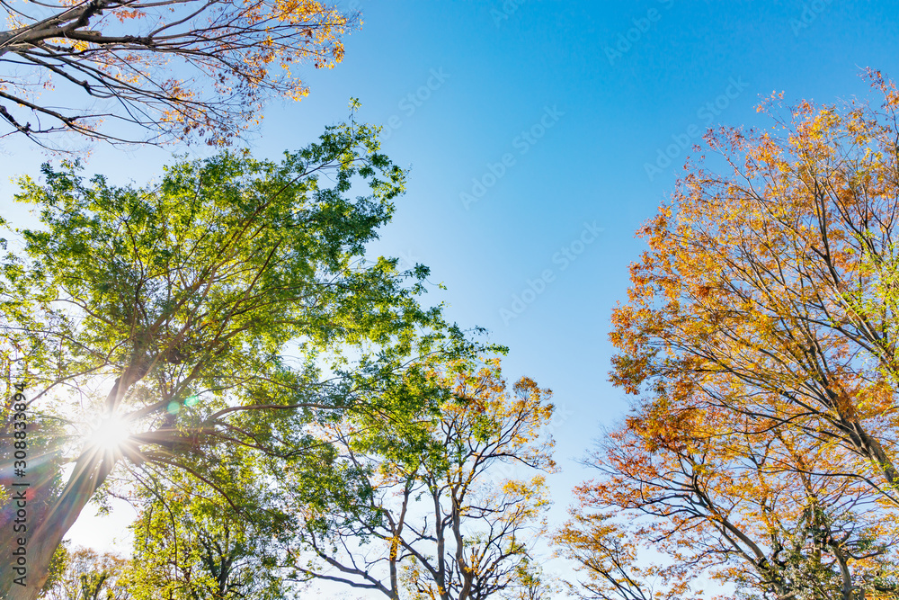 青空と紅葉した木