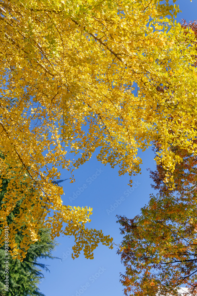 青空と紅葉した木