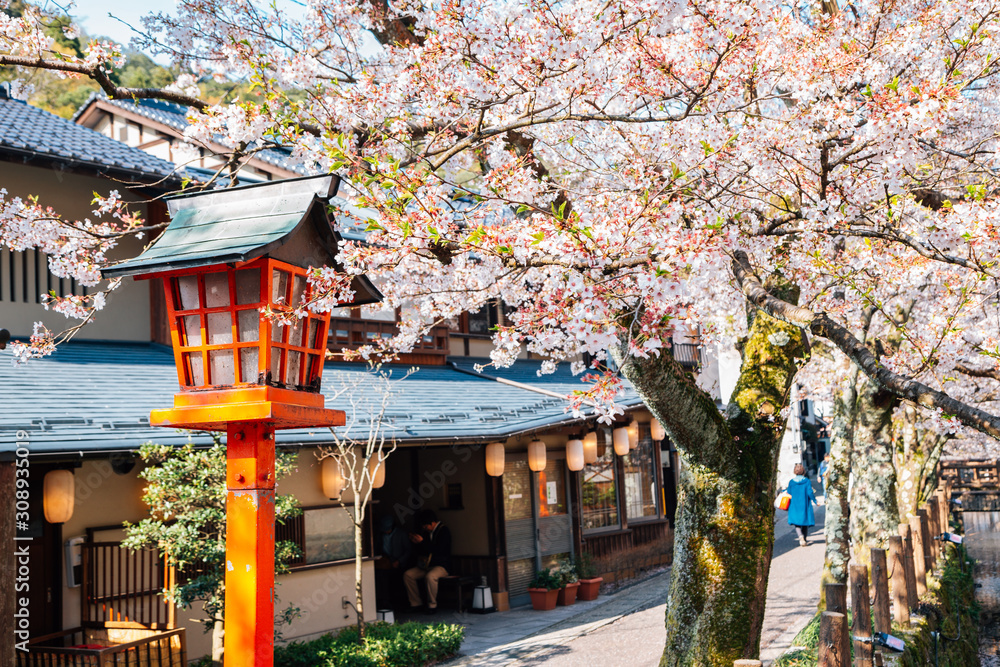 日本兵库县春樱花盛开的木崎温泉村