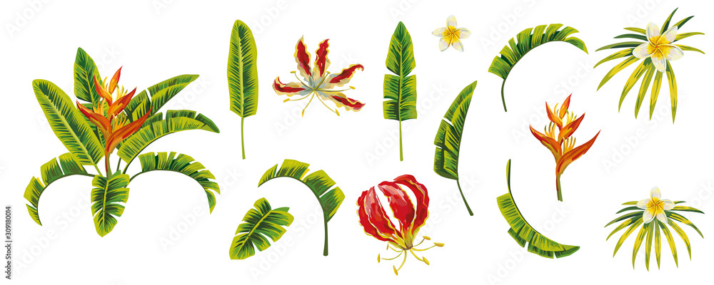 Isolated tropical leaves flowers white background