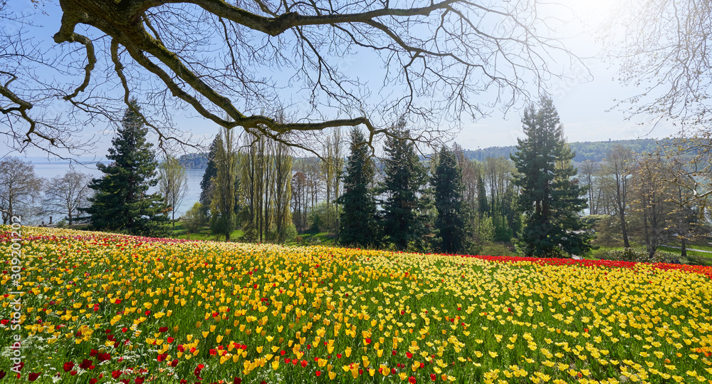 Picturesque landscape with a field of red and yellow tulips and a view of Lake Bodensee in Germany