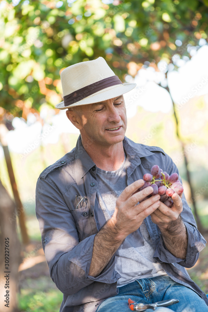 Winegrower man holding bunch of red grapes