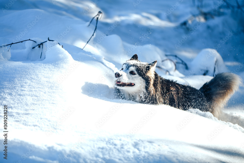 哈士奇犬在冬天阳光明媚的日子里黑白相间，在雪地里奔跑。