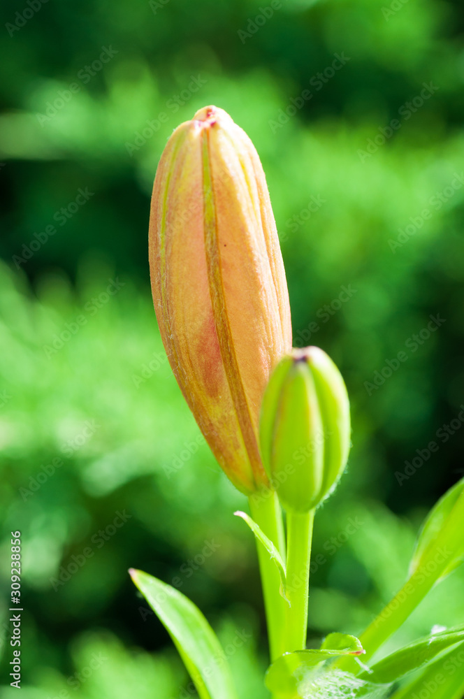 百合。花蕾是花园里的橙色百合。垂直摄影