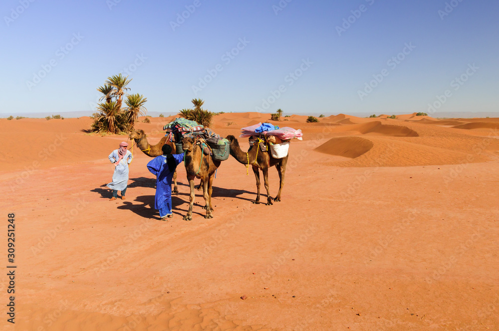 Camel caravan in the Sahara / Camel caravan with palm trees and sand dunes in the Sahara, Morocco, A