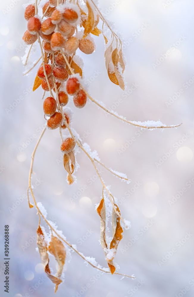 Olive branch covered with frost crystals.