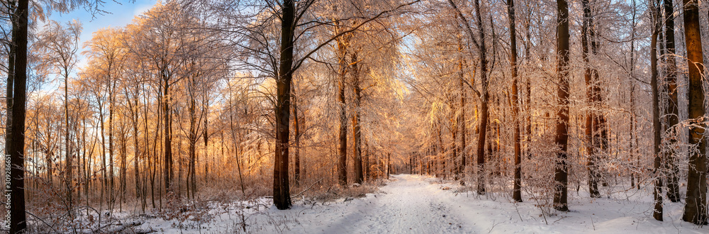 Winter forest covered in snow and bathed in the sunsets beautiful gold light, panorama format 