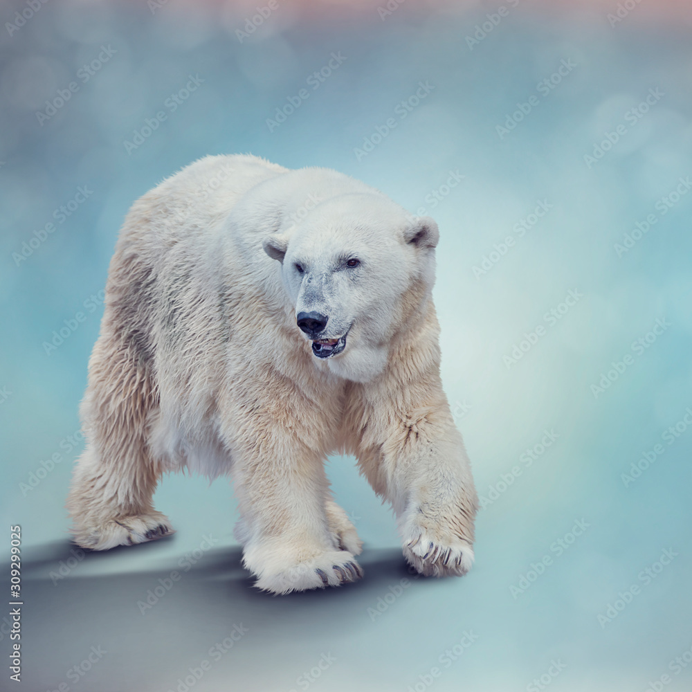 Large Polar bear walking