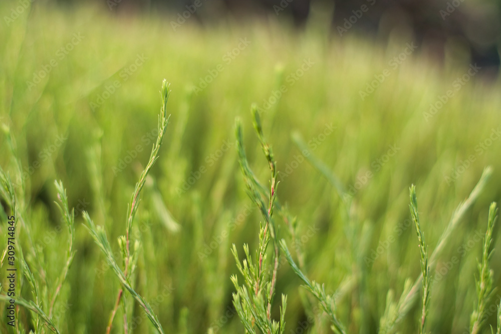 fields of green