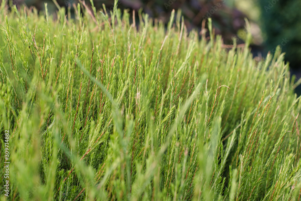 fields of green