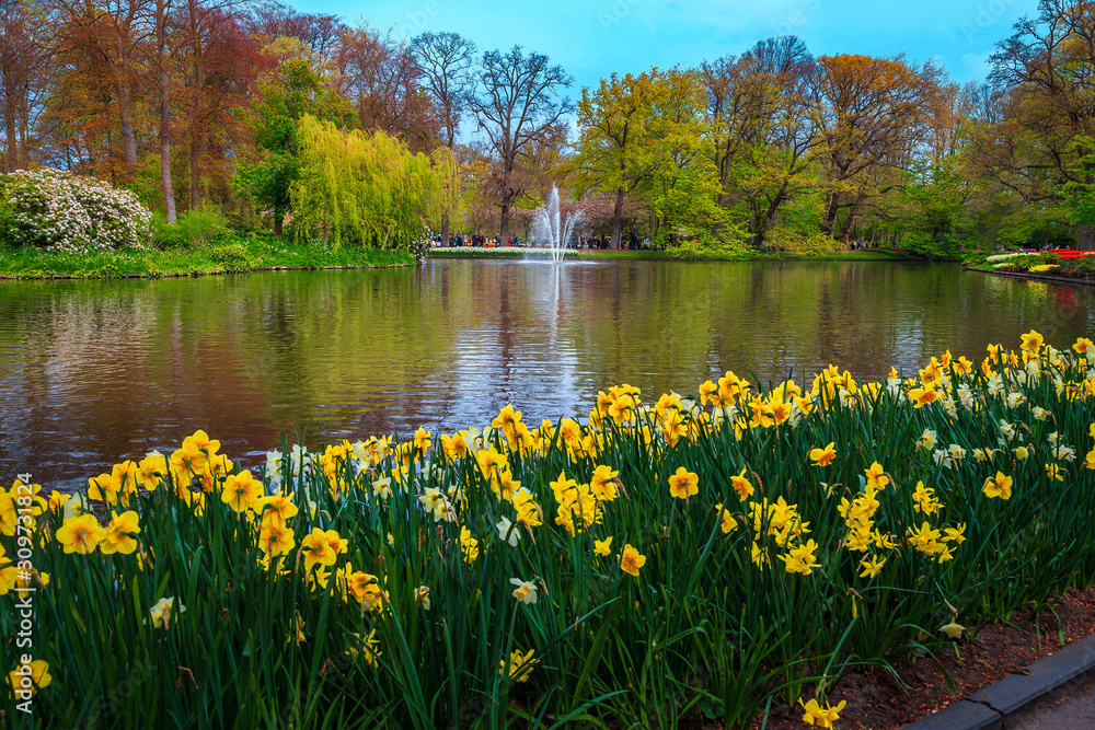 Admirable colorful fresh narcissus flowers in the fantastic park, Netherlands