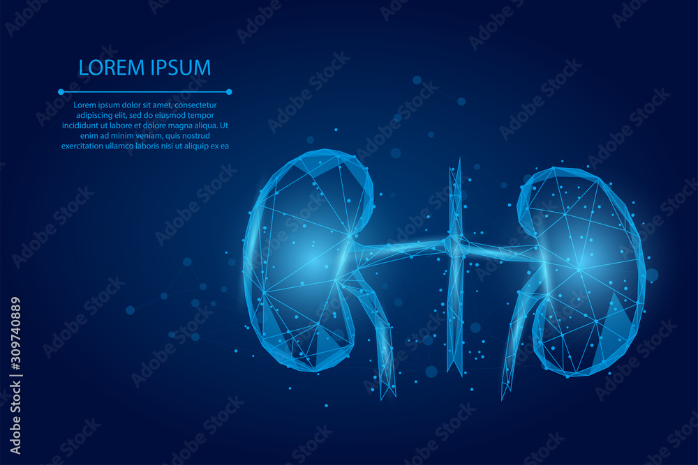 抽象的土豆线和点人类肾脏。泌尿系统医学治疗低多矢量插图