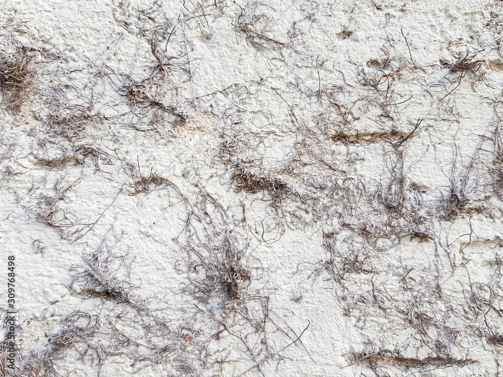 A white wall with plant roots on it