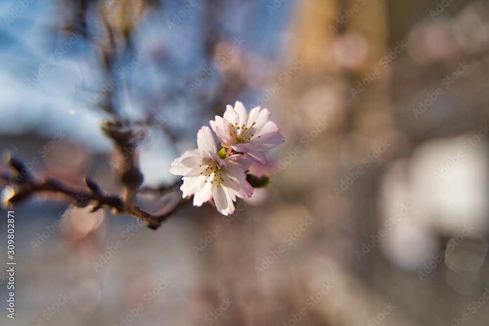 冬に咲く桜