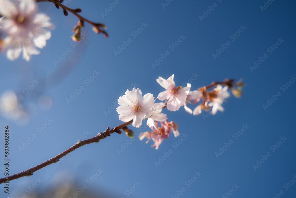 冬に咲く桜