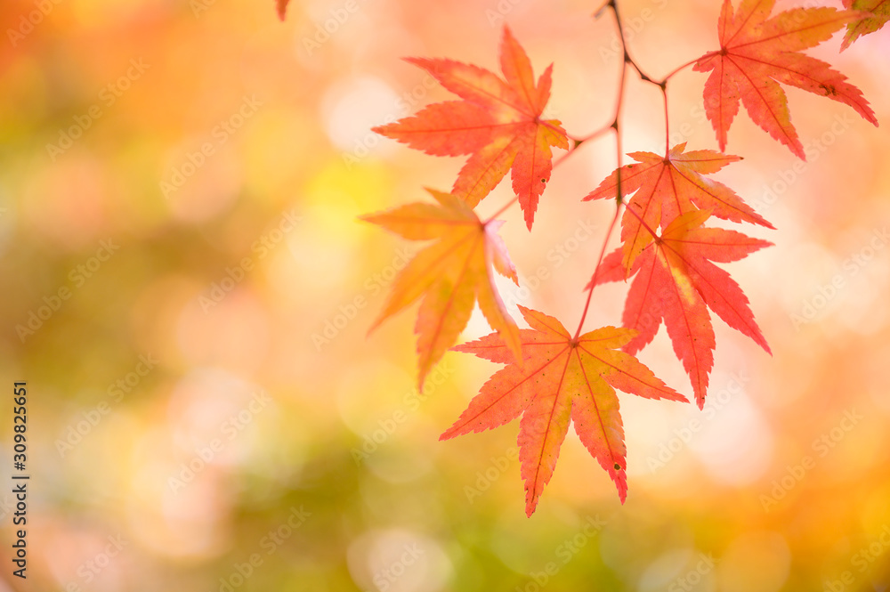 Autumn themes, Red maple leaves 