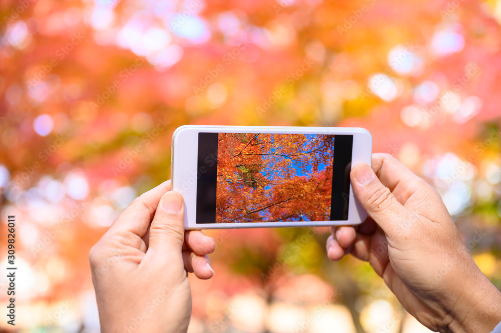 Cropped hands holding smart phone photographs Autumn maple leaf