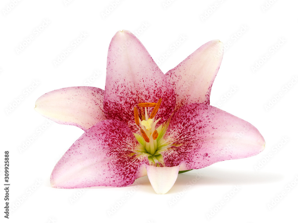 pink lily flower on white background