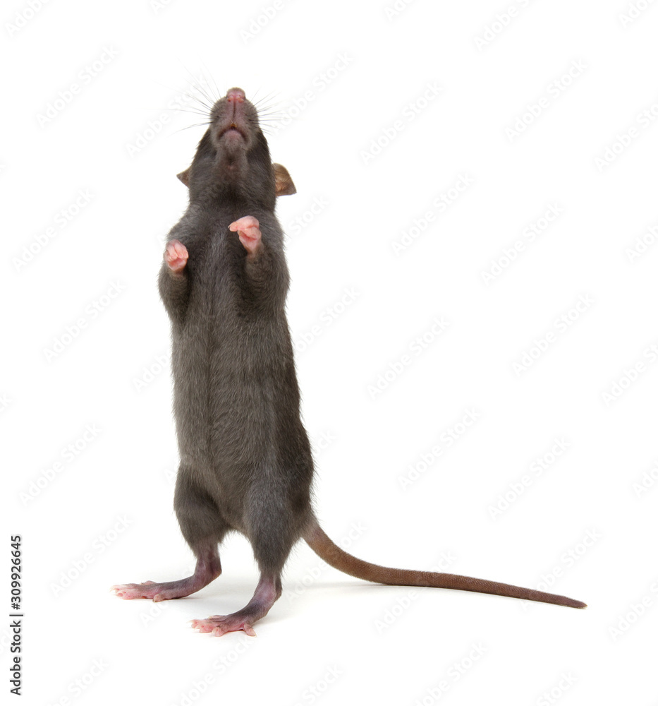 black rat isolated on the white