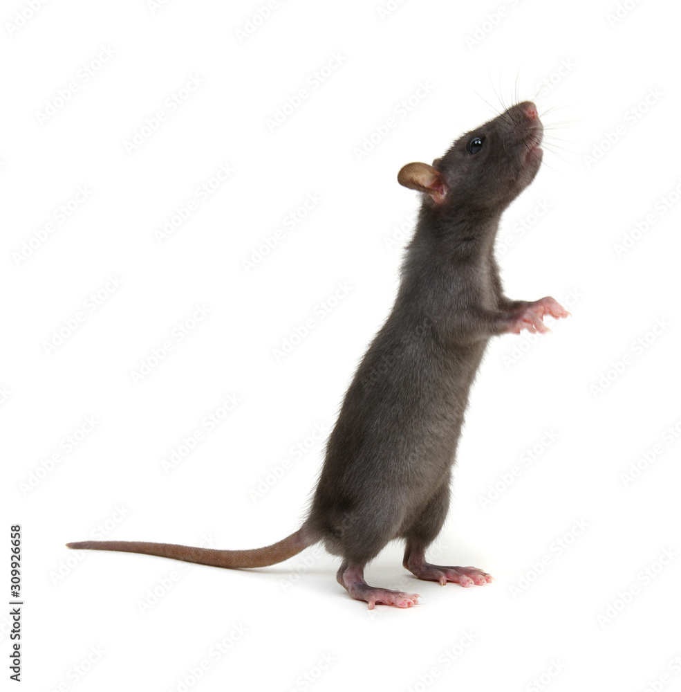 Rat standing on hind legs on white