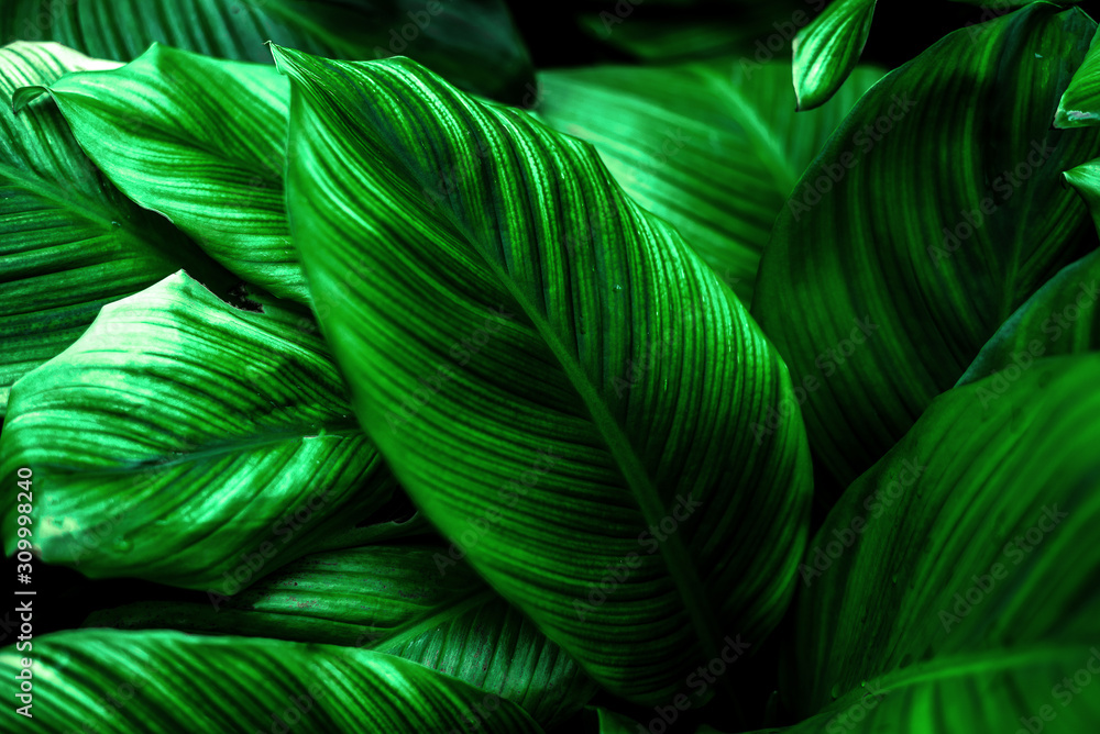 leaves of Spathiphyllum cannifolium, abstract green texture, nature background, tropical leaf