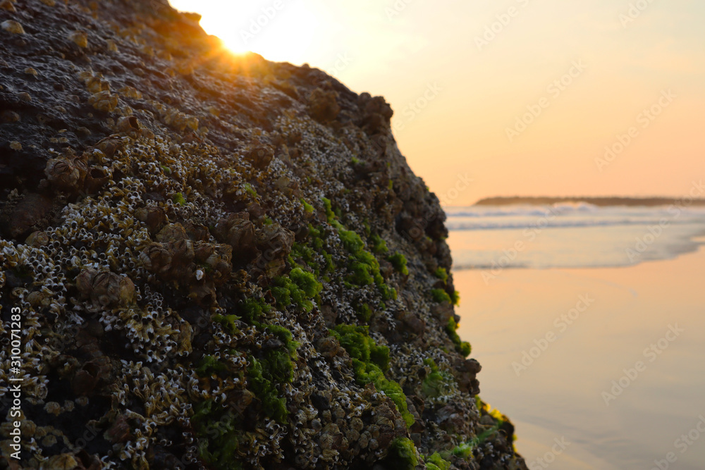 太阳从海滩岩石上升起，背景是藻类和海浪