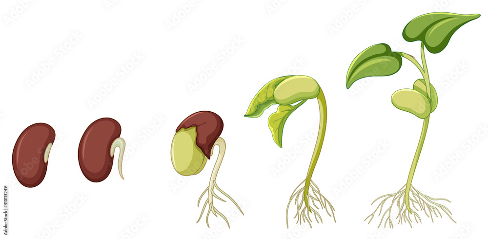 显示植物在白色背景下生长的示意图