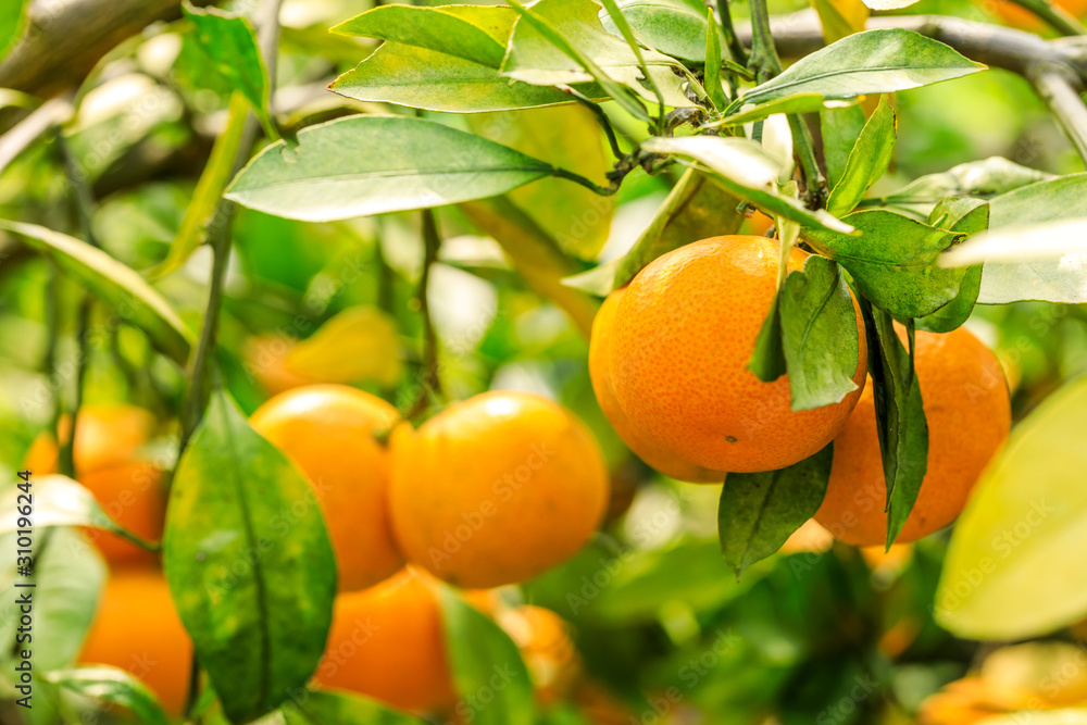 Ripe orange hanging on a tree