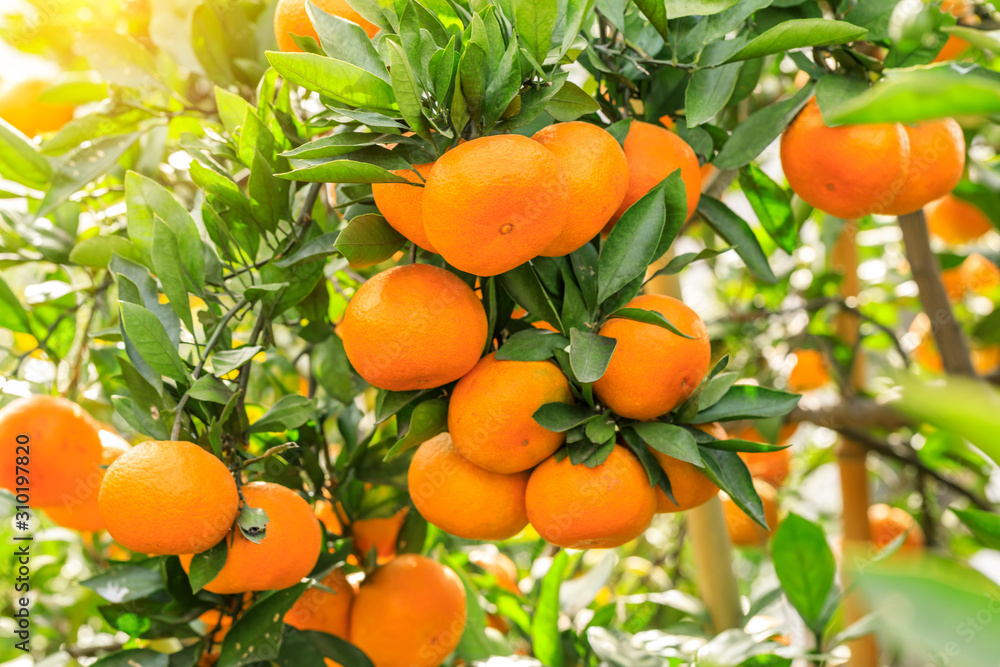 Orange tree in orange farm.