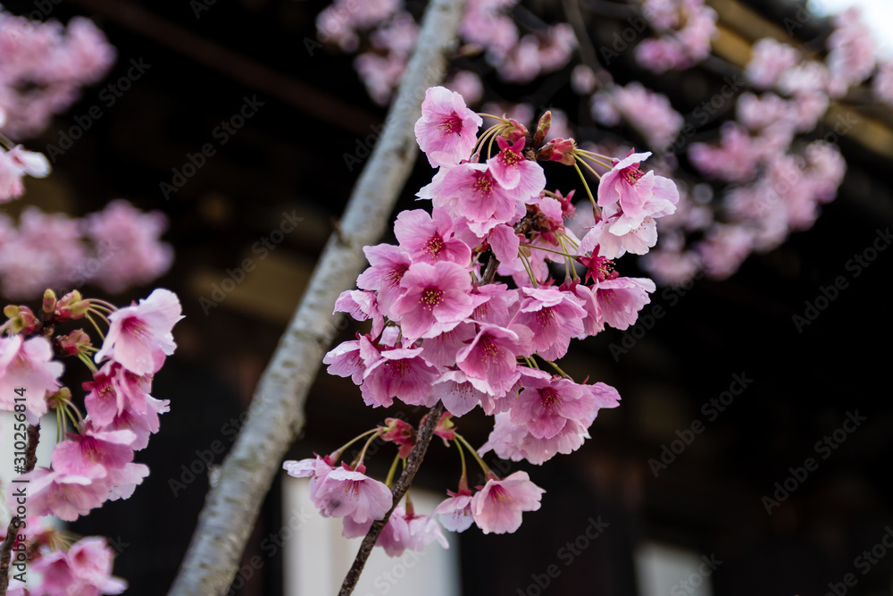 日本樱花树的易碎花朵