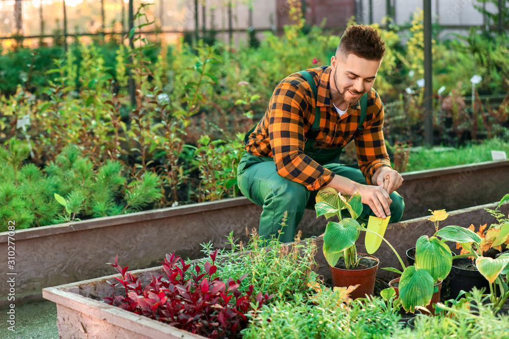 Handsome male gardener working in greenhouse