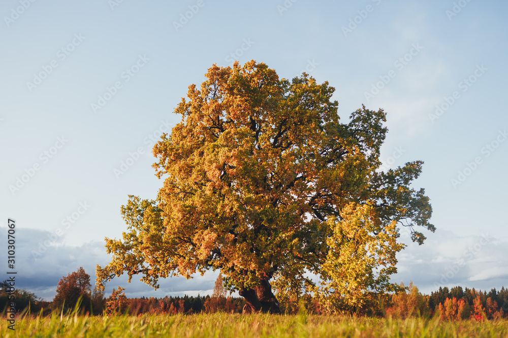 oak tree with yellow foliage at sunny autumn day