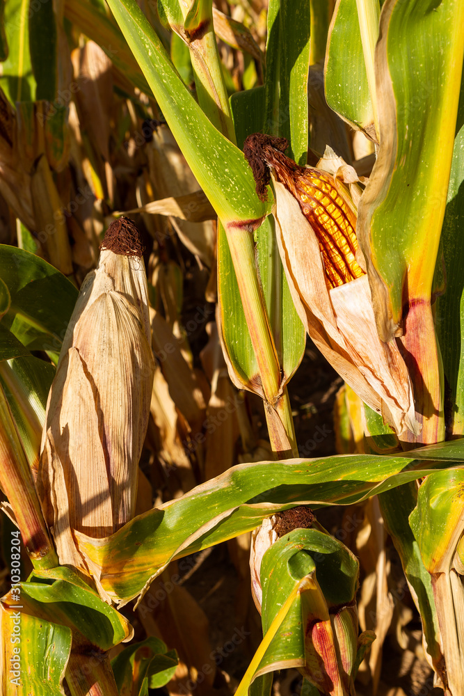 Corn plantation, for human consumption.