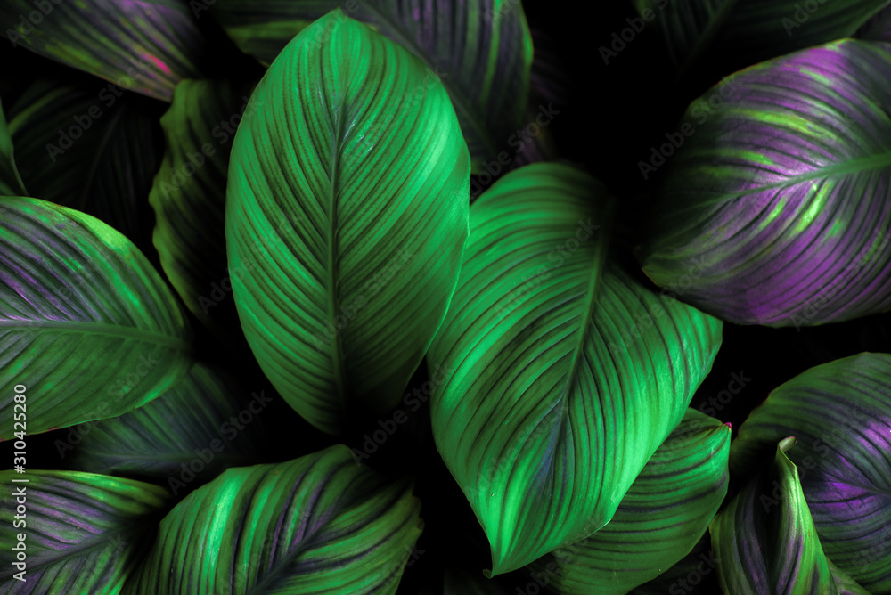 leaves of Spathiphyllum cannifolium, abstract green texture, nature background, tropical leaf