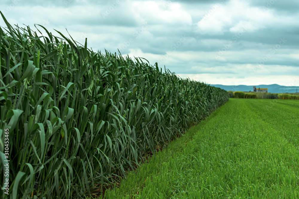 Green oats (Avena sativa) plantation