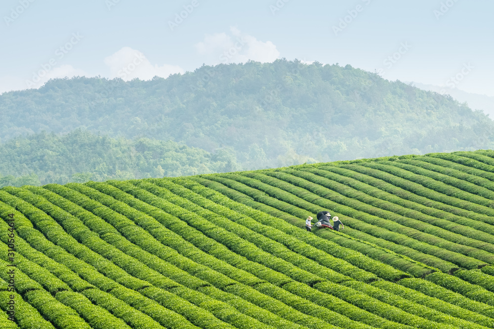 机械采茶现场