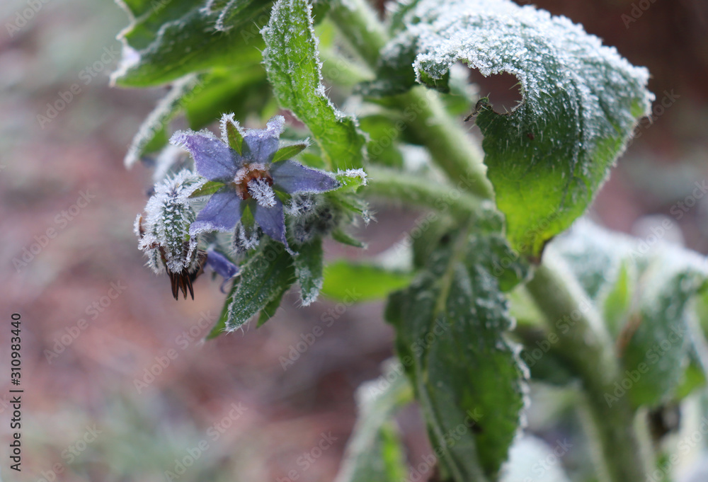 花园里的冬天。Borago officinalis，也被称为海星，是一种一年生草本植物。