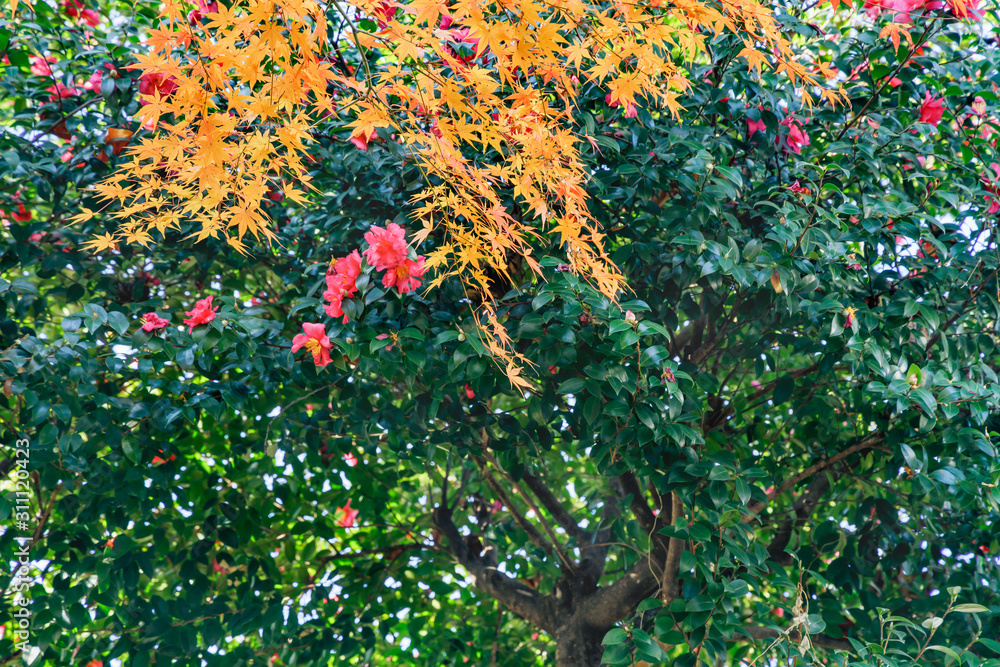 鮮やかに紅葉したカエデの葉っぱ