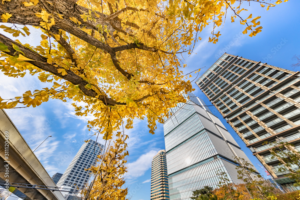 鮮やかに紅葉した木と都会のビル