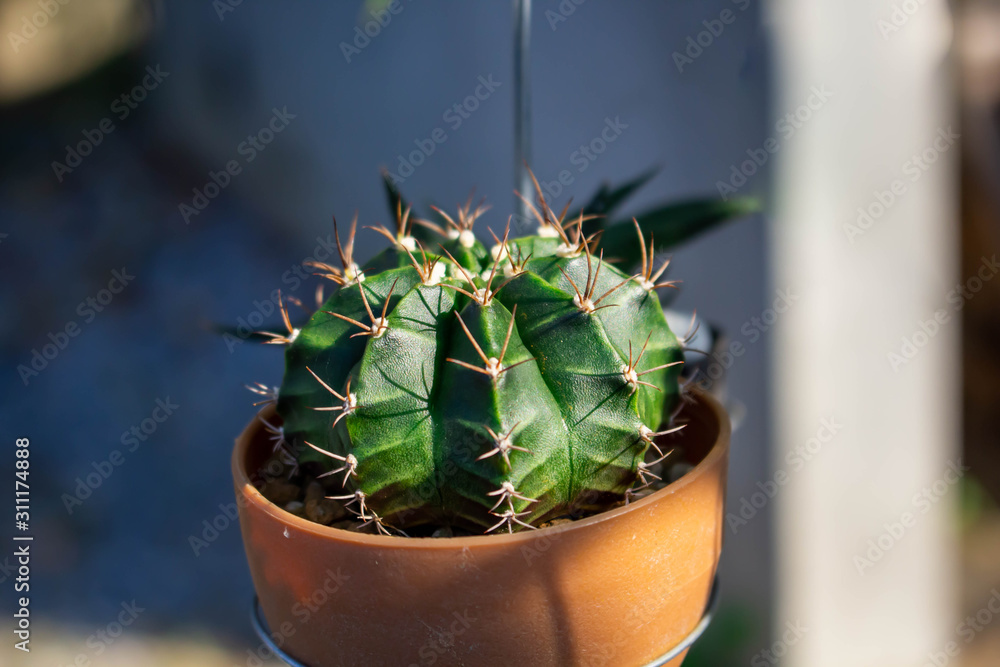 仙人掌在清晨阳光明媚的花盆里。