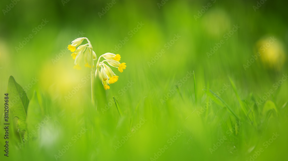 公园春花全景