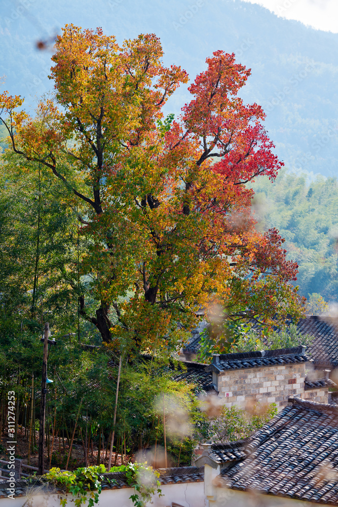 塔川村秋季景观。