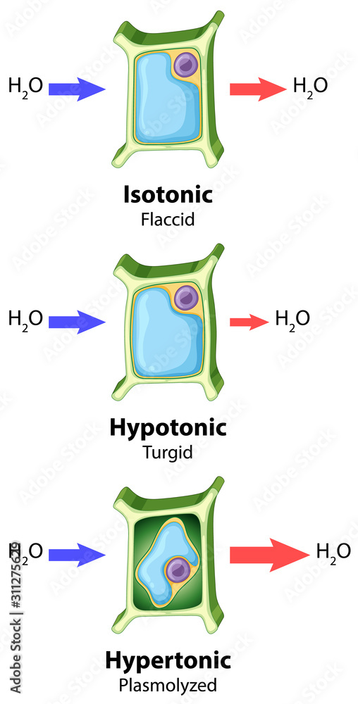 显示植物细胞渗透概念的示意图
