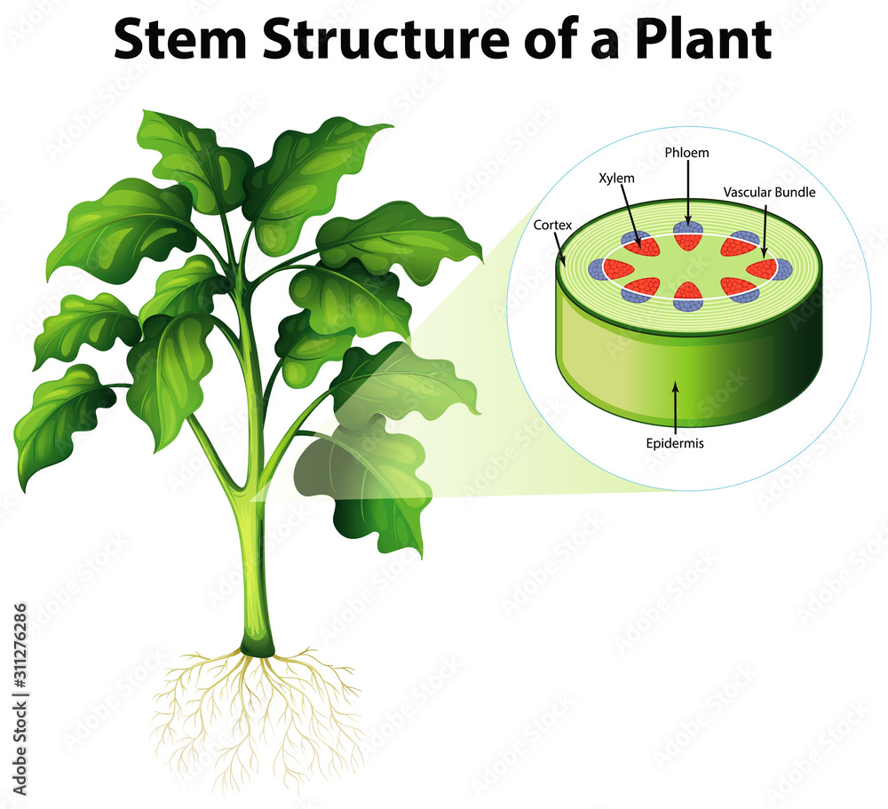 植物茎结构示意图