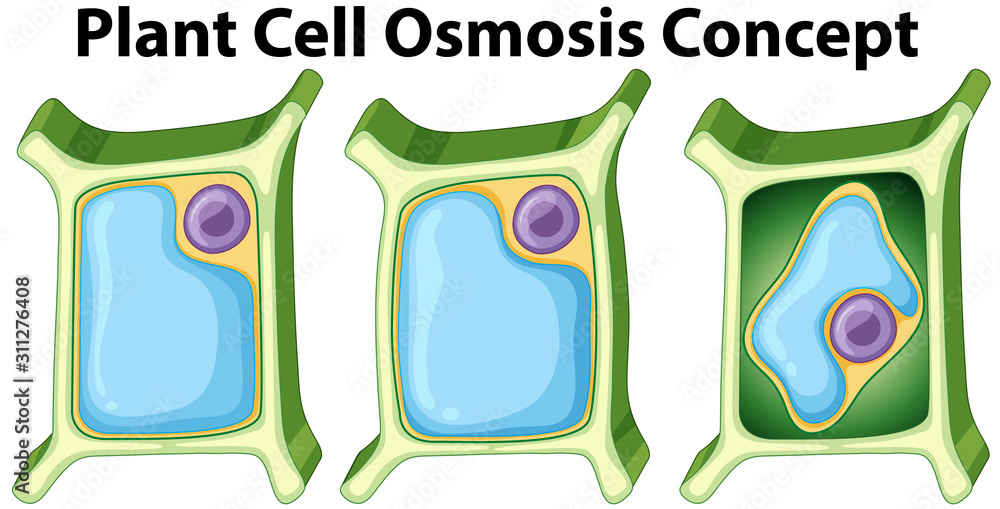 显示植物细胞渗透概念的示意图