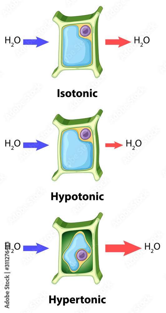 显示植物细胞渗透概念的示意图
