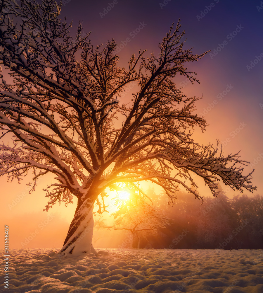 Tree in magical winter light