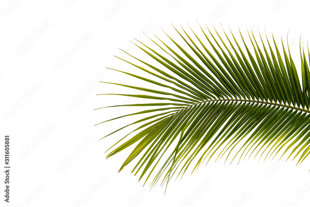 leaf of palm tree isolated on white background